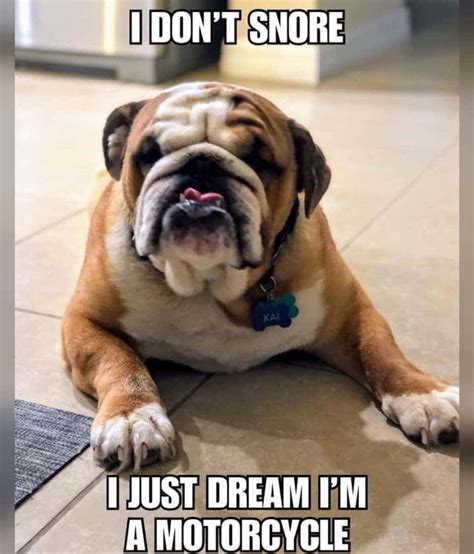Funniest Bulldog Meme