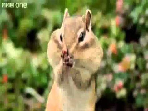 Además, te recomendamos estos otros criterios de búsqueda: Videos de animales haciendeo tonterias. Mascotas para ...