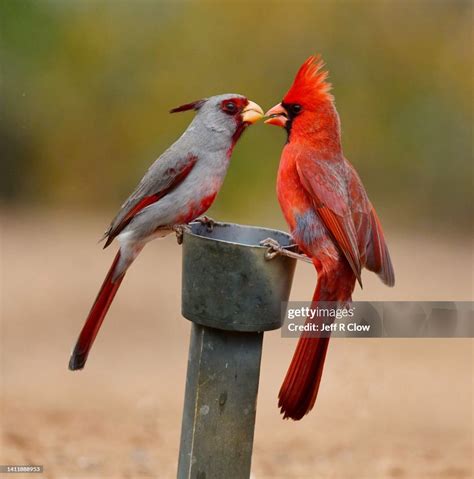 Pyrrhuloxia And Cardinal Feeding Together In South Texas Usa High Res