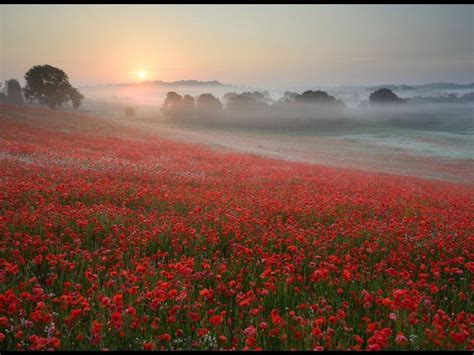 Sunrise Over The Poppies Field Landscape Scenery Natural Scenery