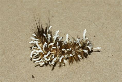 Cordyceps Fungi Parasitic On Caterpillar Not A Very Healt Flickr