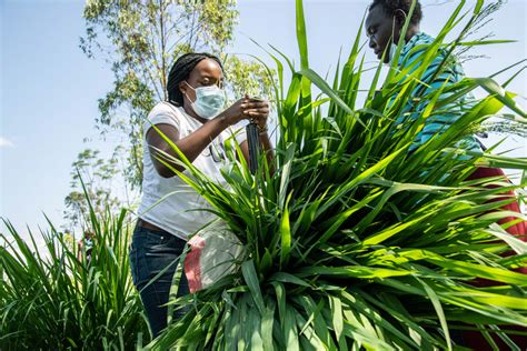 Drought And Pest Tolerant Improved Brachiaria Grass Set To Boost