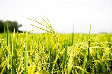 Premium Photo Rice Field