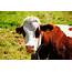 Top 80 Most Punny And Funny Cow Names  PetPress