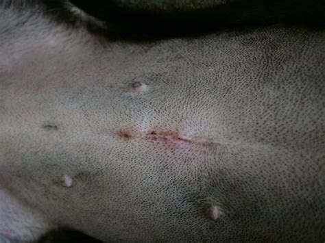 Small Bump Near The Spay Incision Dog Forum