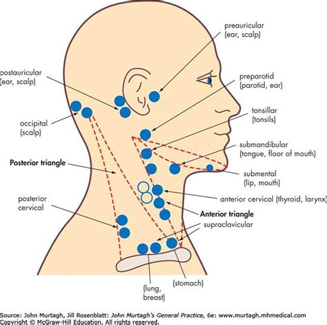 How do you know if you if you have swollen lymph nodes? Pictures Of Anterior Cervical Lymph Nodes