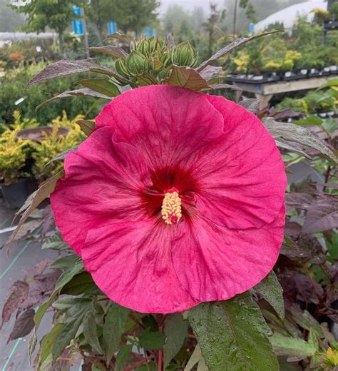 Maybe you would like to learn more about one of these? The perennial Hibiscus gave us a gorgeous flower this ...