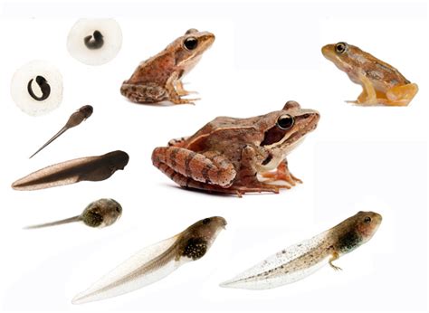What Is A Tadpole A Tadpole Is The Larvae Of A Frog Tadpoles Use