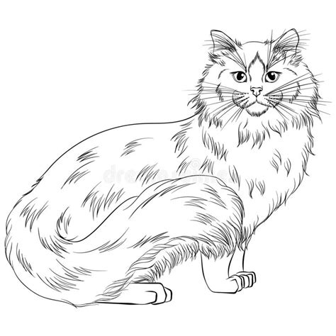 Ragdoll Cat Stock Illustrations – 376 Ragdoll Cat Stock Illustrations