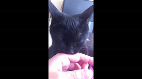 Kitten Loves To Suckle Her Human Youtube