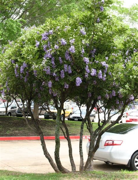 Texas Mountain Laurel Tree  Front yard landscaping, Landscaping plants
