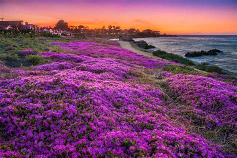 Pacific Groves Iconic Purple Carpet Is Coming Atc Pacific Grove