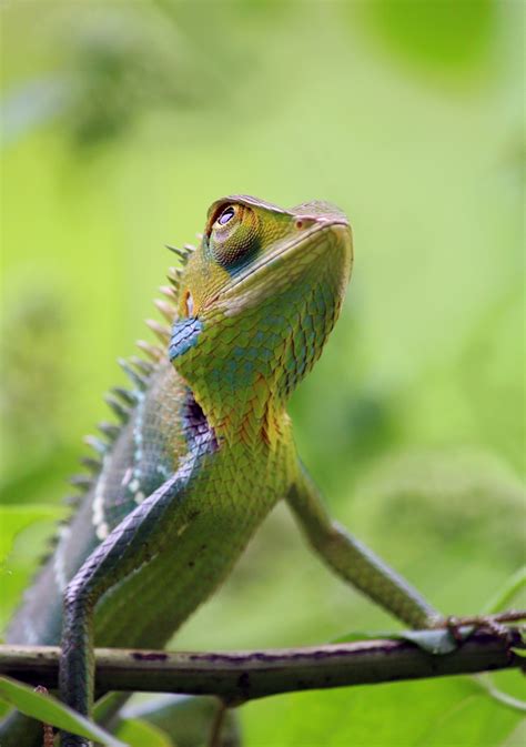 Free Images Nature Animal Cute Wildlife Wild Colorful Iguana