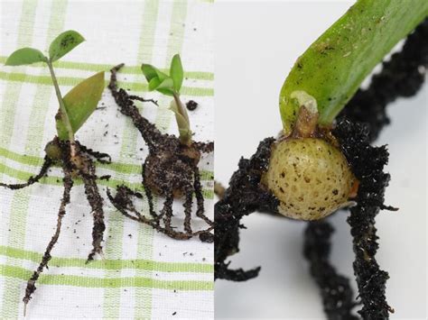 Most gardeners learn that plants growing from rhizomes are hardy there are several other ways of propagating zz plants. Zamioculcas zamiifolia | Propagating plants, Ornamental ...