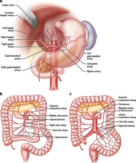 Anatomy Of The A Celiac B Superior Mesenteric And C Inferior Download Scientific Diagram