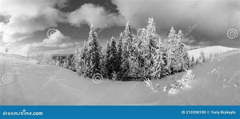 Grayscale Winter Calm Mountain Landscape With Beautiful Frosting Trees