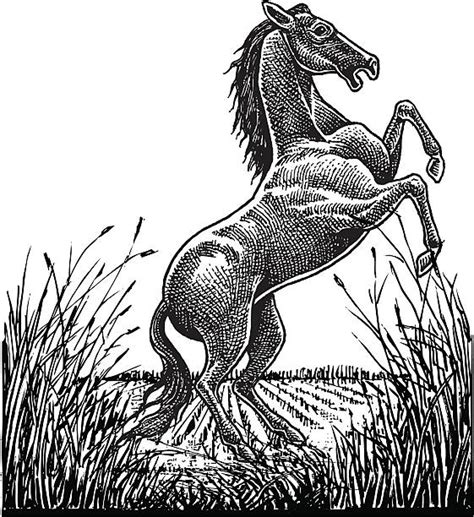 60 Wild Horse Kicking Stock Illustrations Royalty Free Vector