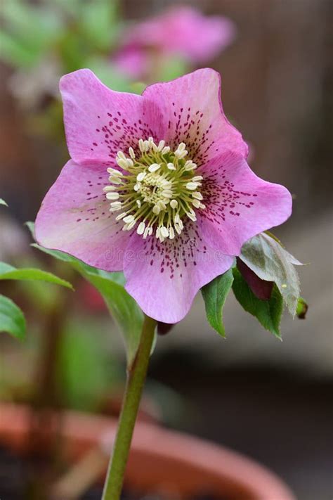 Hellebore Stock Photo Image Of Outdoor Botanical Botany 140521302