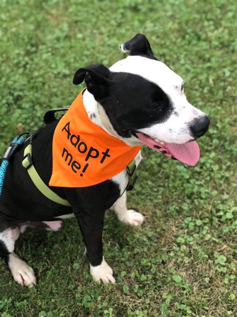 I am not looking fo pet adoption of my dogs i'm looking for a home to foster them for 2 months june 12,2021. Almost Home Canine Rescue finds forever families for pets ...