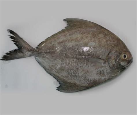 Makan bukan hanya sekedar kegiatan mengunyah makanan untuk kemudian. 5 Jenis Ikan Patut Dielakkan Bagi Penderita Ekzema, Gerd ...