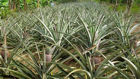 You Can Grow Your Own Pineapples Pineapple Planting Grow Pineapple
