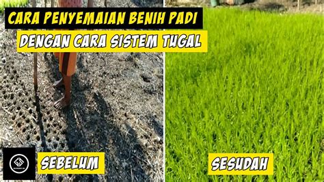 Setelah potong kita bagi rockcwool kita bagi menjadi 18 bagian. Cara Semai Benih Padi Lokal 100% Berhasil Tumbuh - YouTube