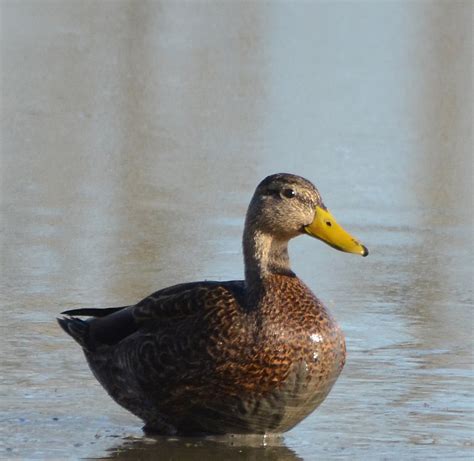 Mallard X Mexican Duck Santa Rita County Az January 2 Flickr