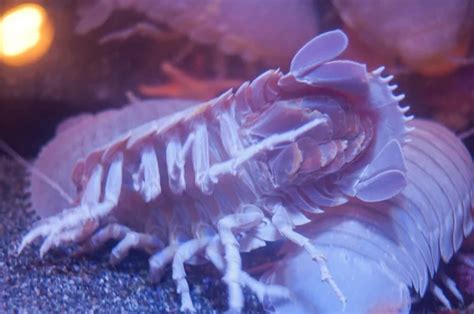 Giant Isopod Or Bathynomus Giganteus In The Ocean — Stock Photo