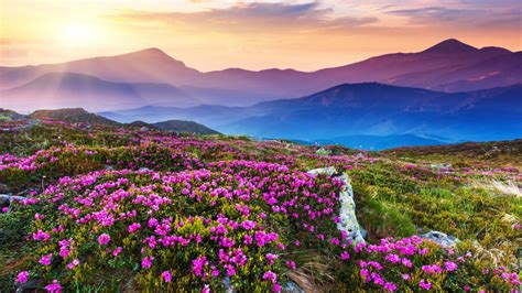 Purple Flower Landscape Fondos De Pantalla Gratis Para Escritorio