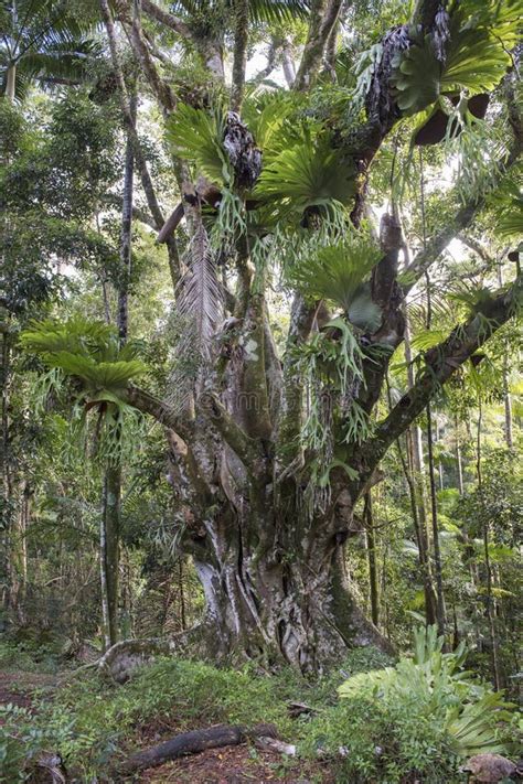 Rain Forest On Fraser Island Stock Image Image Of Queensland Forest