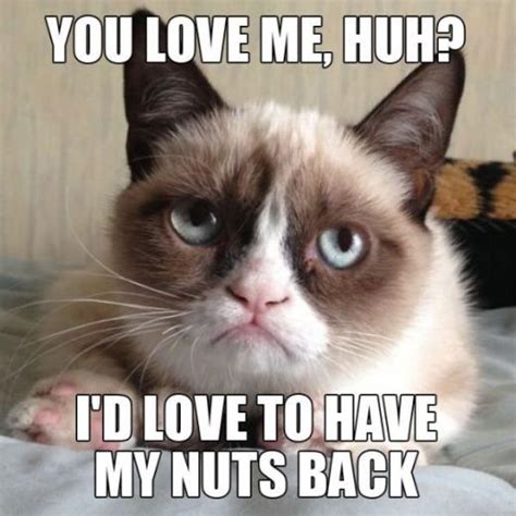 Free Download Funny Grumpy Cat Quotes Hd Wallpaper For Desktop