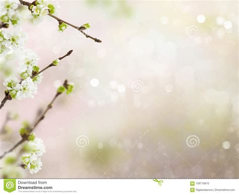 Spring Cherry Blossoms Flowers On A Branch On Blurred Background With