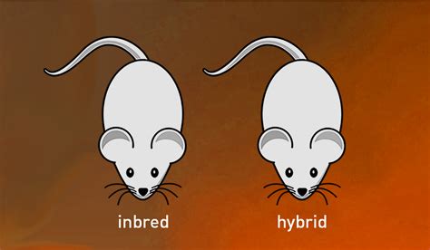 Common Laboratory Mouse Strains A Beginner S Guide