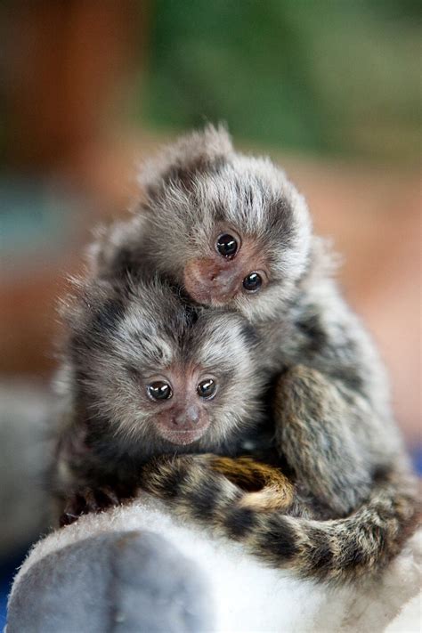 Monkey Baby Marmoset Animal Cute Pygmy Marmoset Cute 800x1200