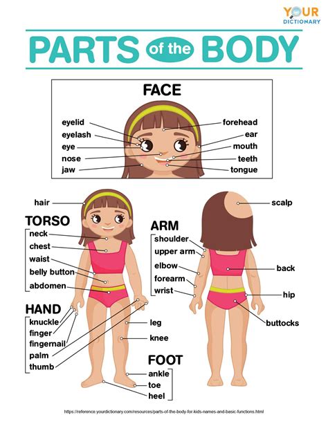 Parts Of The Body For Kids Names And Basic Functions