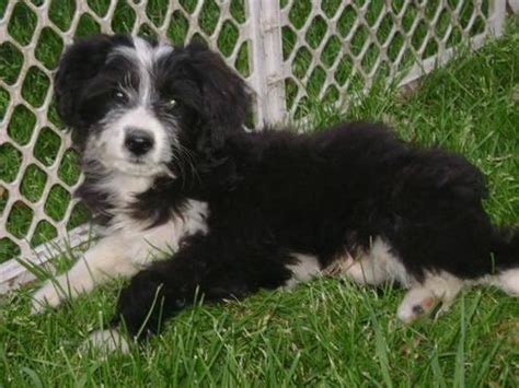 Find reputable aussiepoo breeders here. Adorable Aussiedoodle puppies! for Sale in Milwaukee ...