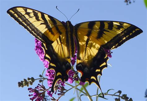 Western Tiger Swallowtail What S That Bug