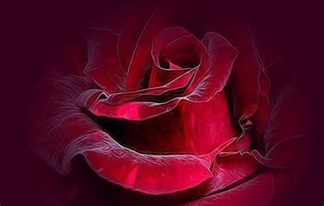 1080p Free Download Red Velvet Rose Red Rose Velvet Fresh Love