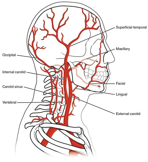 This Diagram Shows The Blood Vessels In The Head And Brain A P