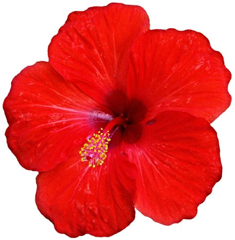 Tropical Red Hibiscus By Jeanicebartzen27 On Deviantart
