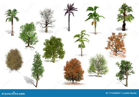 14 Best Collection Of Trees Isolated On A White Background Stock