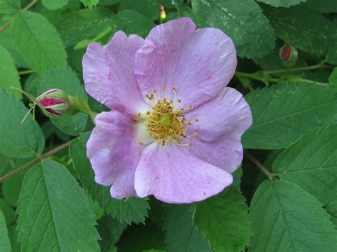 I'd wanted to write a song for kylie for many years. Larry's Photo a Day: Iowa Wild Rose.........