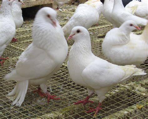 Le Pigeon Barrois Volailles Et Lapins En Vente Directe Producteur