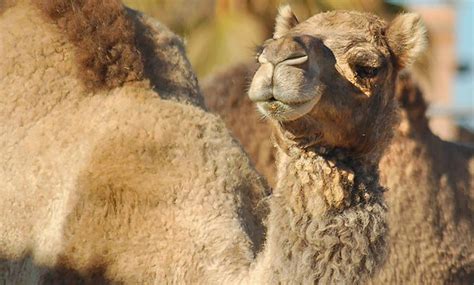 Able to travel between 25 and 30 miles (40 and 48 kilometers) per day, camels won't get you anywhere fast, but perhaps more importantly in the scorching of course, you can't talk about these animals without saying a few words about how camels store water and their signature humps. Interacting with camels in Yuma, Arizona | RVwest