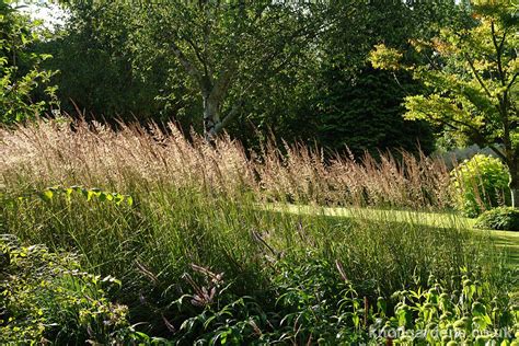 Backlit And Very Beautiful Knoll Gardens Ornamental Grasses And