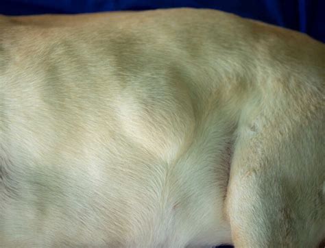 11 Common Dog Lumps Bumps And Growths With Pictures