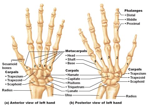 The knee joins the thigh bone (femur) to the shin bone (tibia). Hand bones labeled. | Anatomy bones, Hand anatomy, Hand bone