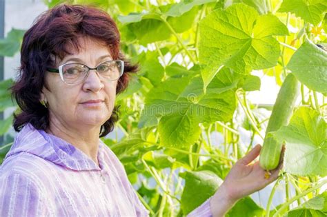 Beautiful Mature Woman Shows Ripe Green Cucumber In A Greenhouse Stock