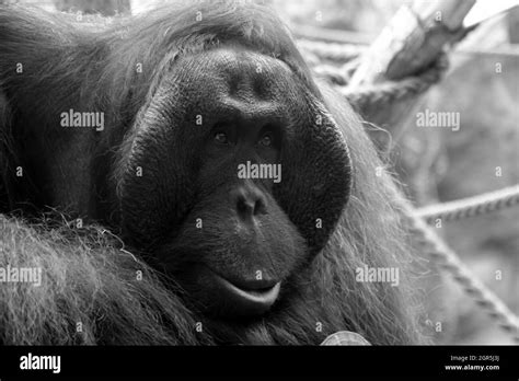 Monkey Looking Into Camera Lens Hi Res Stock Photography And Images Alamy