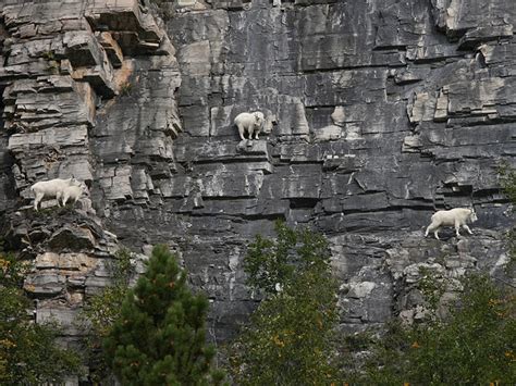 Mountain Goat Oreamnos Americanus Our Wild World